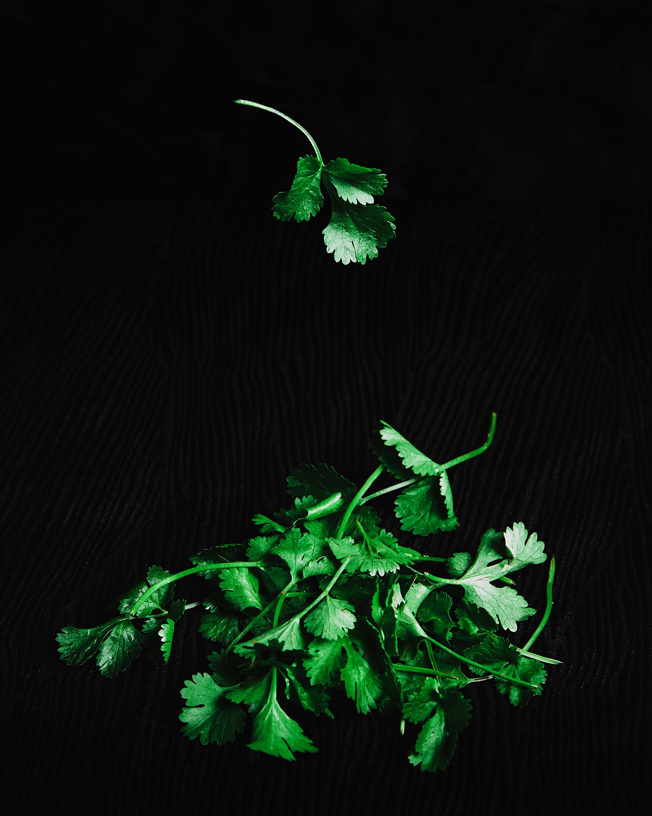 Frunze Coriandru Ecologic (30g)