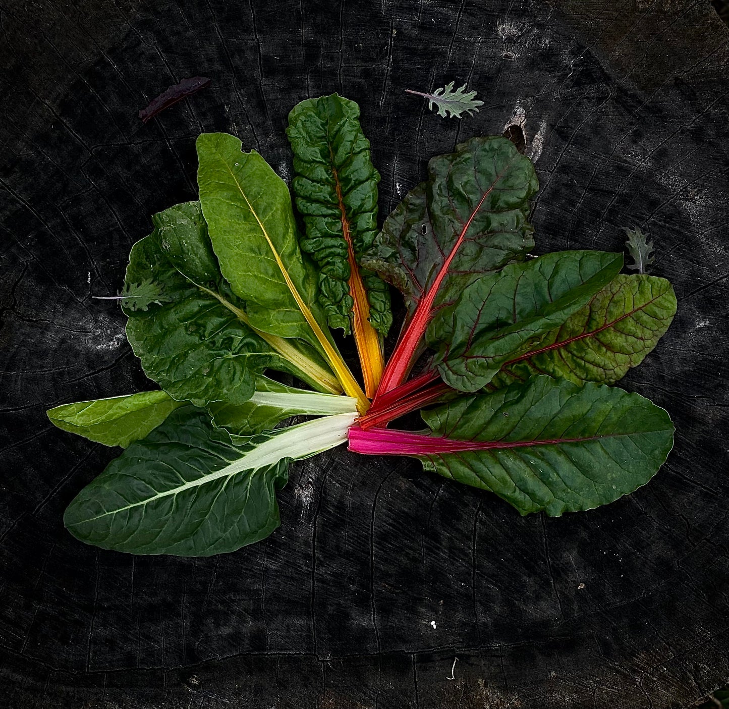 Swiss Chard Ecologic (100g)