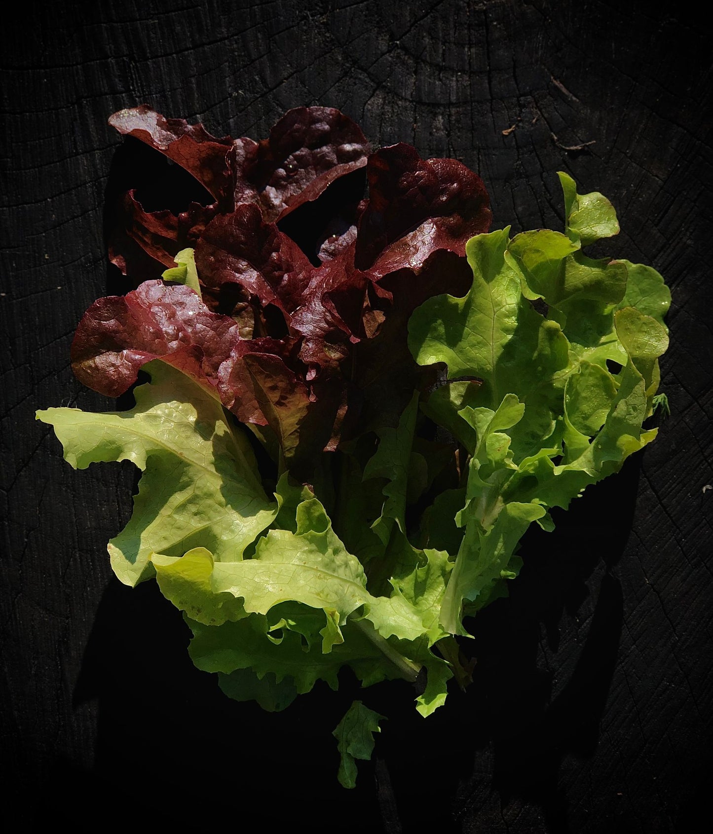 Salata Mix Ecologica (150g)