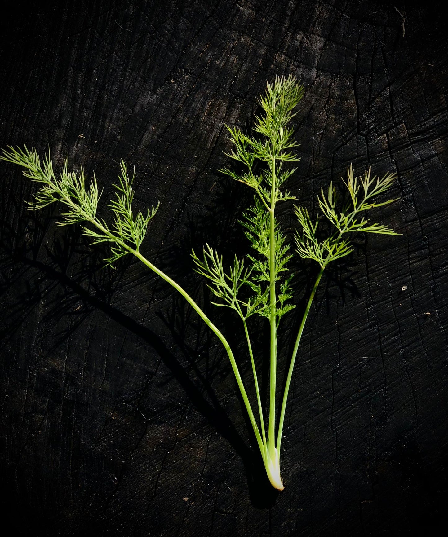 Frunze Fenicul Ecologic (30g)