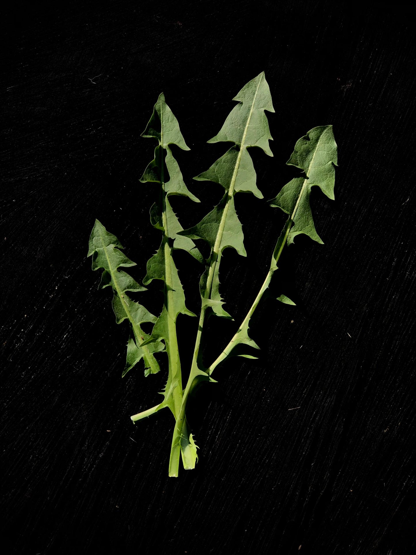 Frunze de păpădie (50g)