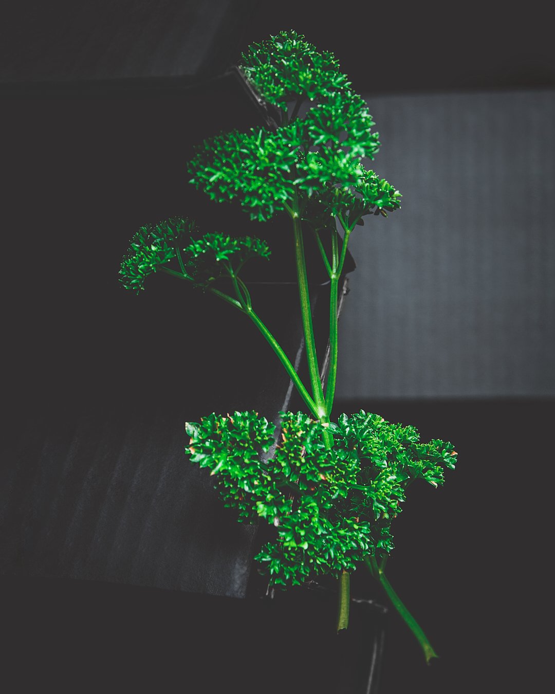Pătrunjel Ecologic (30g)
