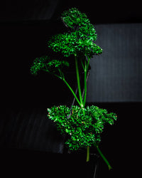 Pătrunjel Ecologic (30g)