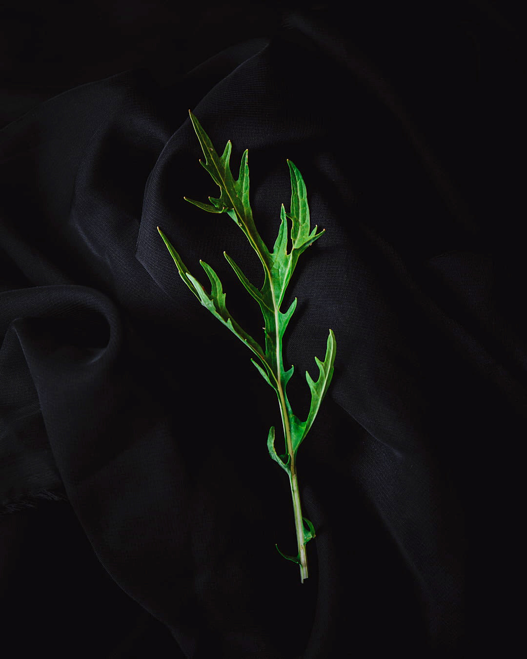 Mizuna Mix Ecologica (100g)