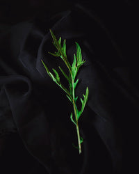 Mizuna Mix Ecologica (100g)