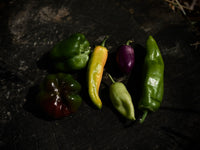 Ardei Gras Mix (500g)