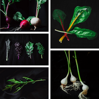 2.  Traista cu frunze și arome