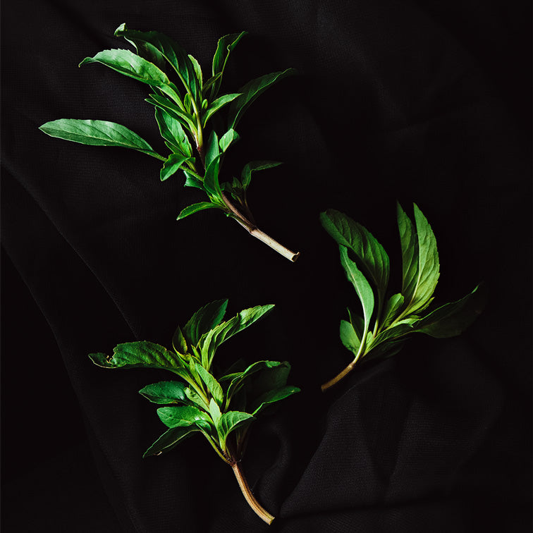 Bergamot Sălbatic Ecologic (30g)